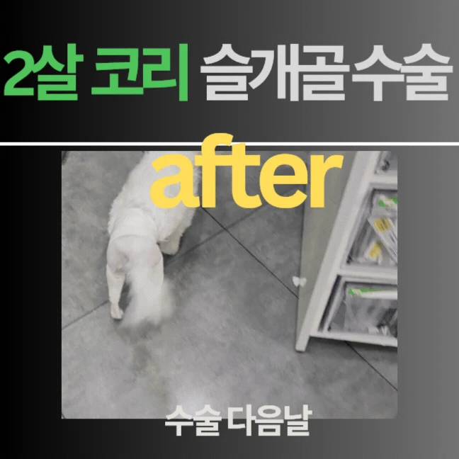 움짤 4