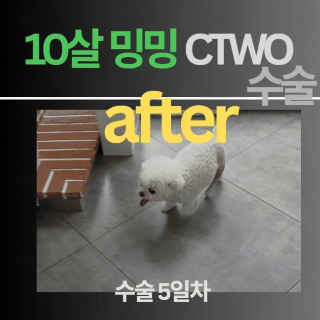 움짤 1