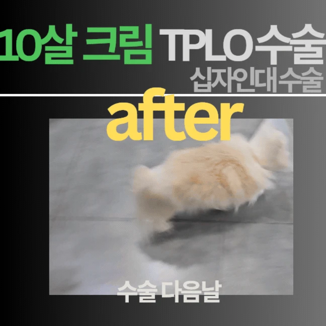움짤 3